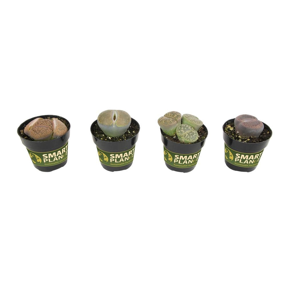 Altman Plants Living Stones Pet-safe Succulents 4-pack (Lithops) in 2.5 in. Grower Pots