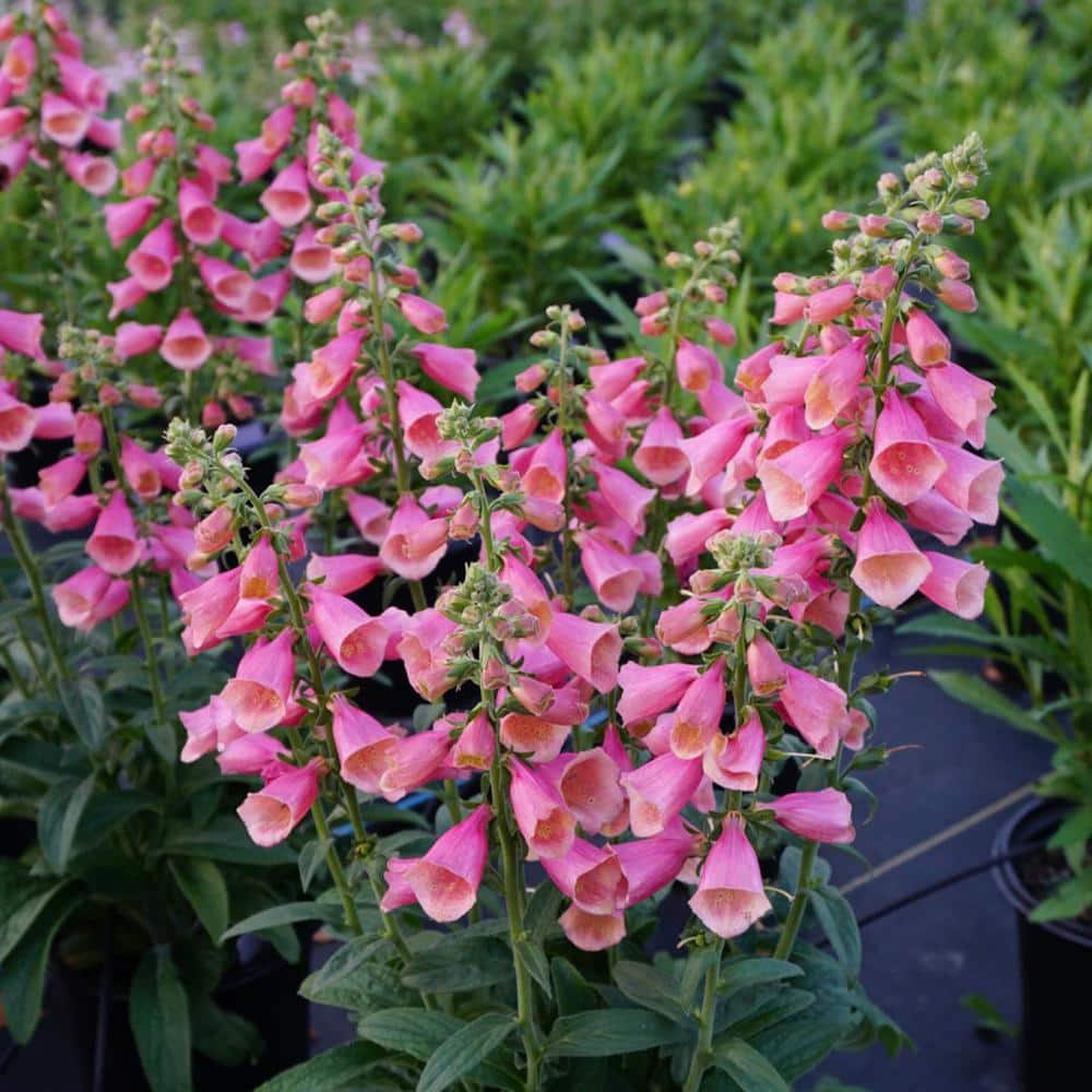 Camelot Rose Foxglove Dormant Bare Root Flowering Perennial Starter Plant, One Plant per Offer