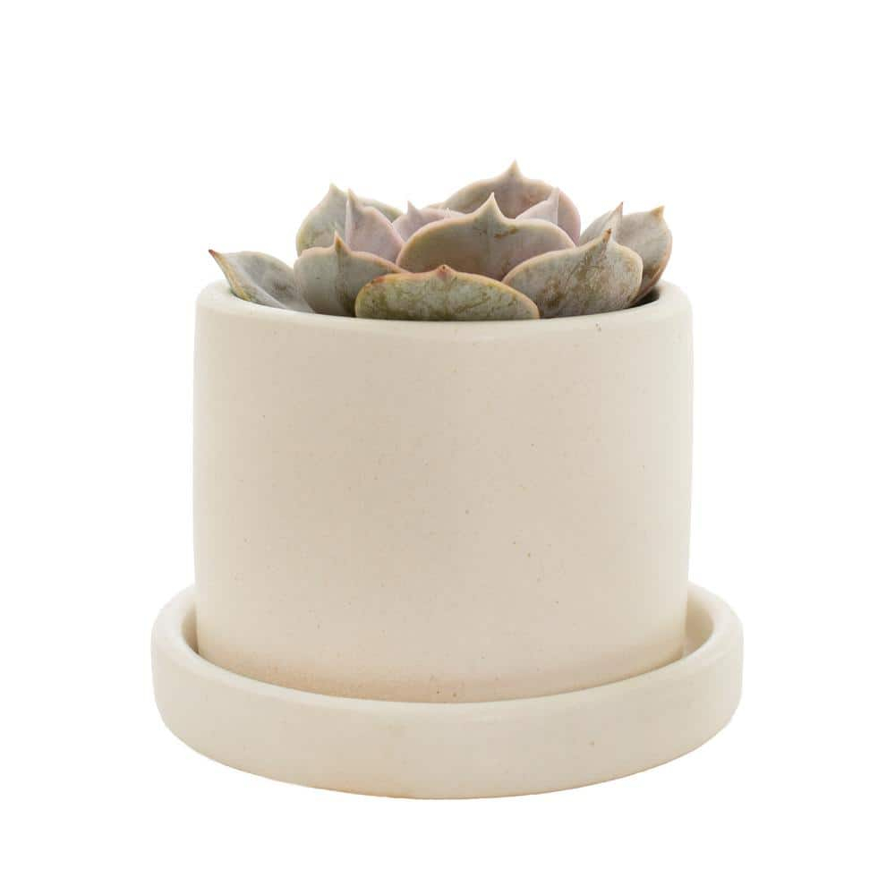 Plant with Purpose 7 in. Semi Matte Cream Hyde Container with Saucer - 1 Piece