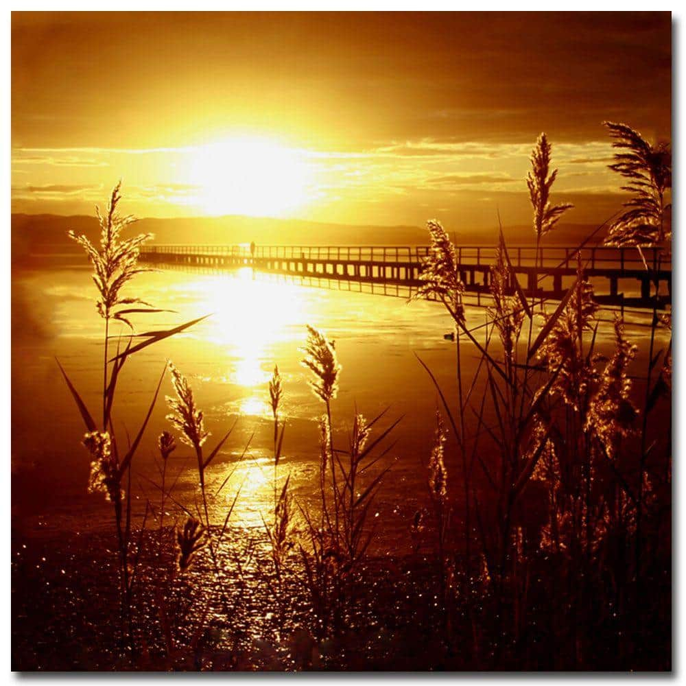 Trademark Fine Art "My Date with the Sun" Canvas Art by Beata Czyzowska Young