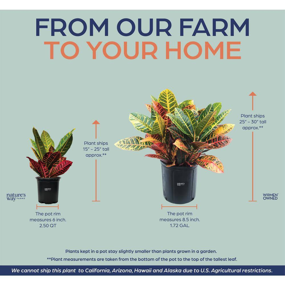 Nature's Way Farms Croton Petra Live Plant (15-25in. tall) in Growers Pot