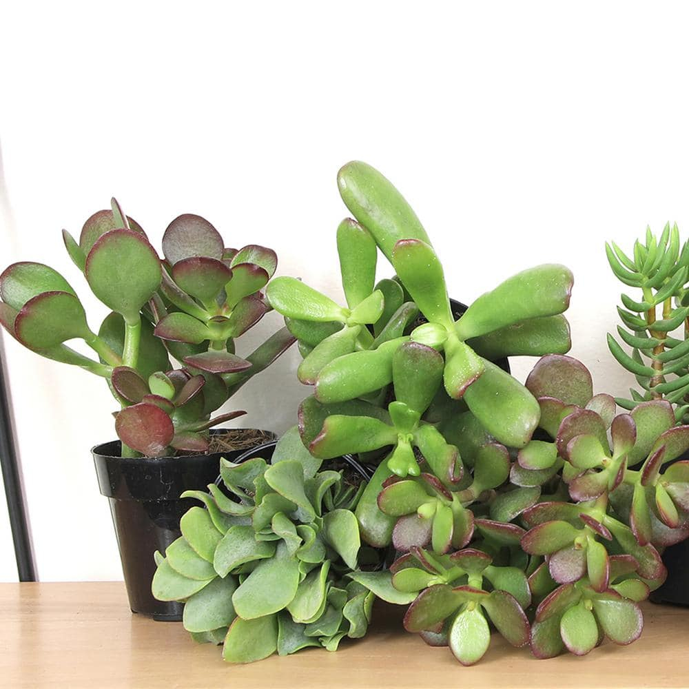 Altman Plants Classic Jade Succulents (8-pack), Easy House Plants in 2.5 in. Grower Pots