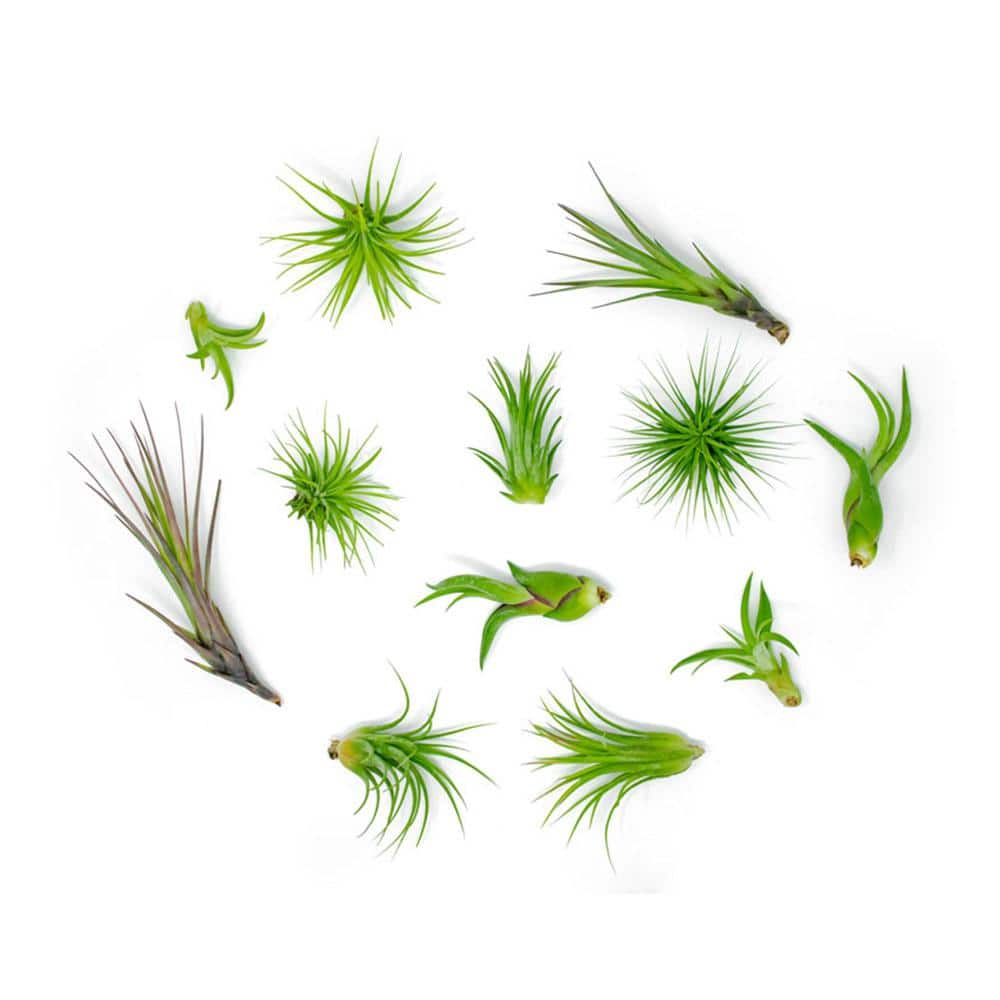 Altman Plants 4" Tillandsia Live Air Plants (12 Pack)