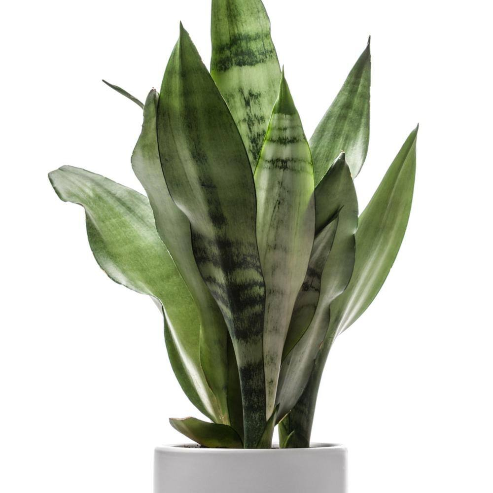 7 in. Semi Matte Cream Hyde Container with 6 in. Sanseveria Laurentii  Live Houseplant Indirect Sun