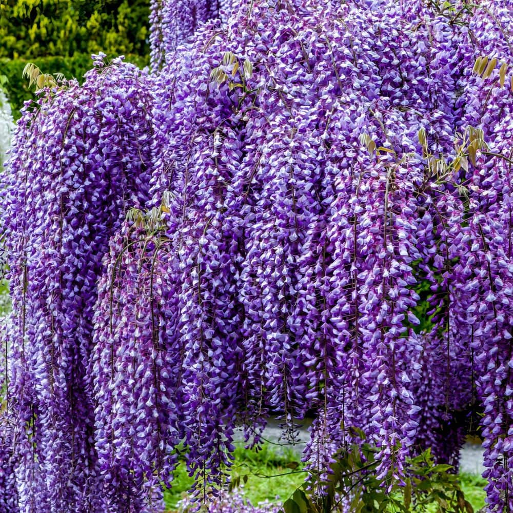 Live Perennial 1 gal Wisteria 'Amethyst Falls' with Full Sunlight