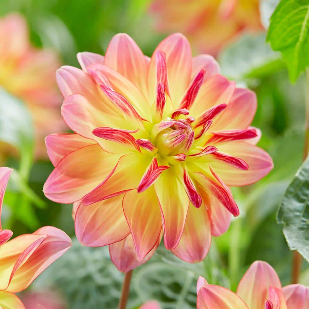 Van Zyverden Dahlias Pacific Ocean, 3 Bulbs, Multi-color, Full Sun, Annual, Flowering