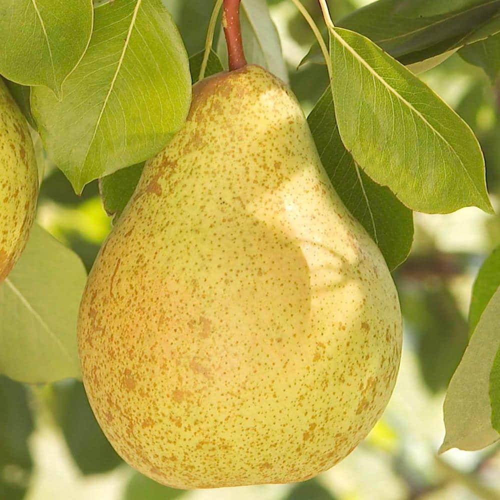 Ambrosia Semi-Dwarf Pear Tree with Golden-Brown Fruit