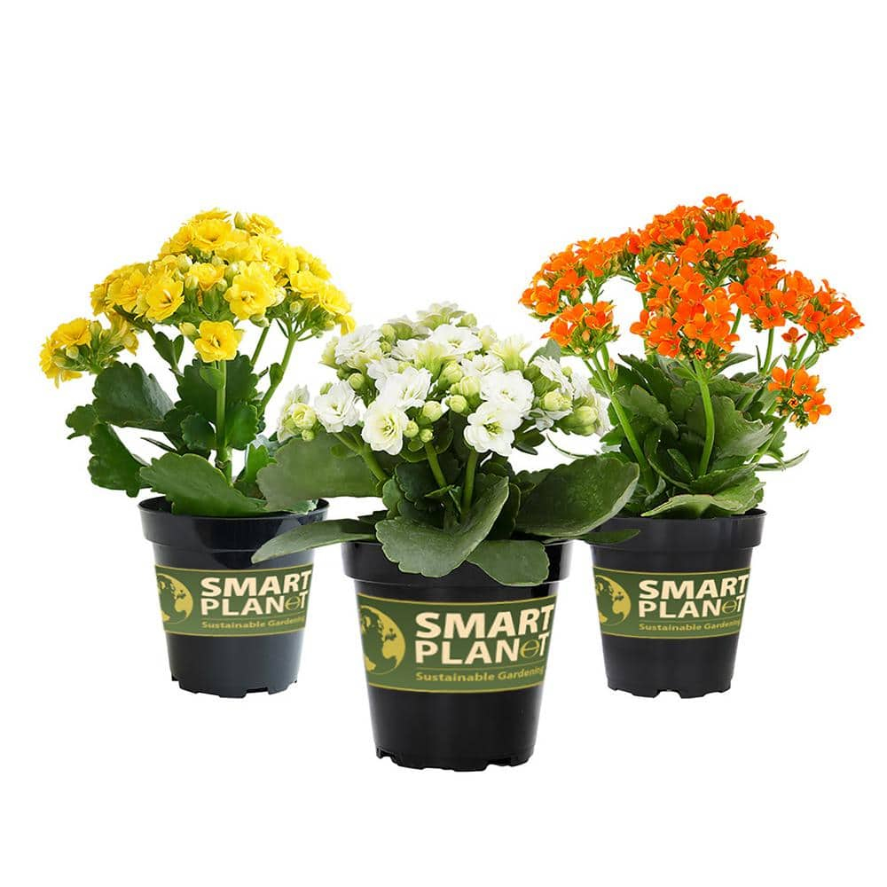 Element by Altman Plants 3.5IN Asst Kalanchoe (3 Pack)