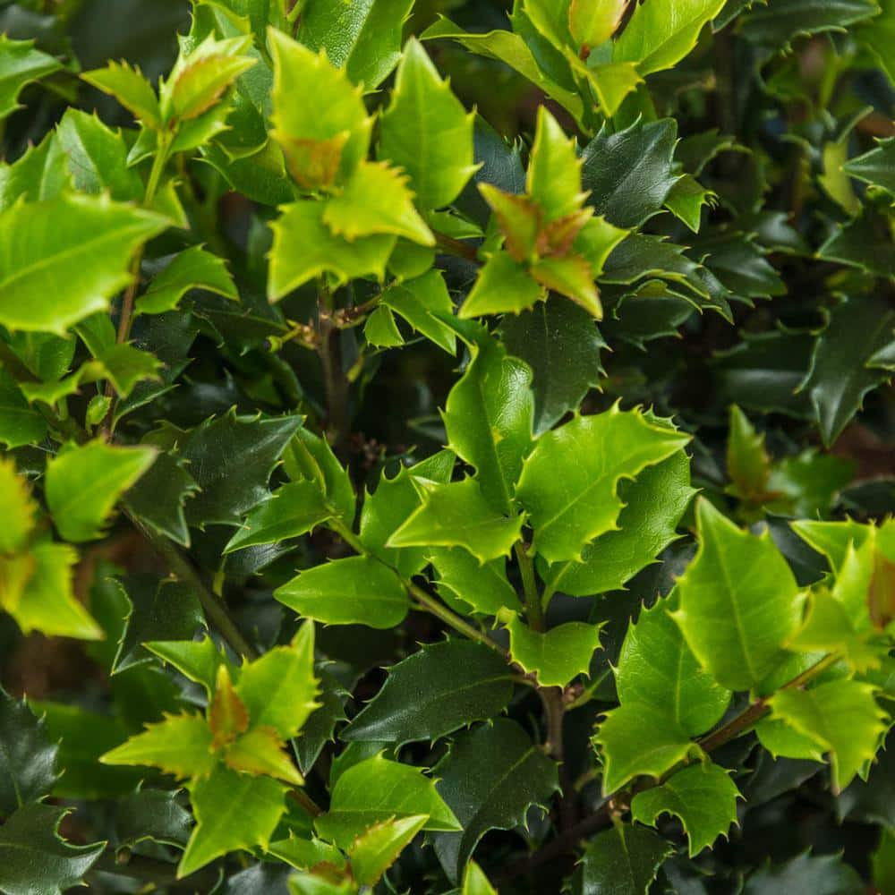 Blue Prince Holly Bush Potted Broadleaf Evergreen Shrub, in a 2.25 Gal. Pot