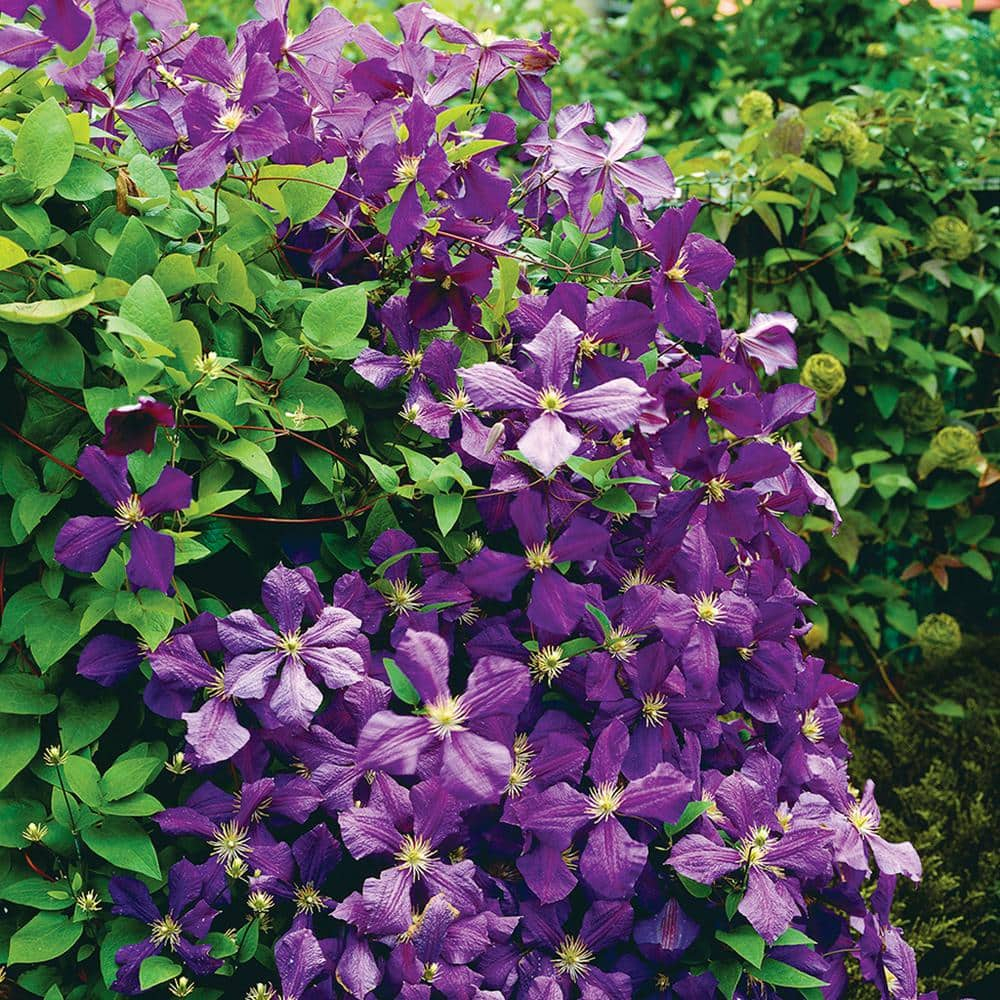 Van Zyverden Clematis Jackmanii Set of 1 Plant Purple Partial Sun Deer Resistant 1 lb