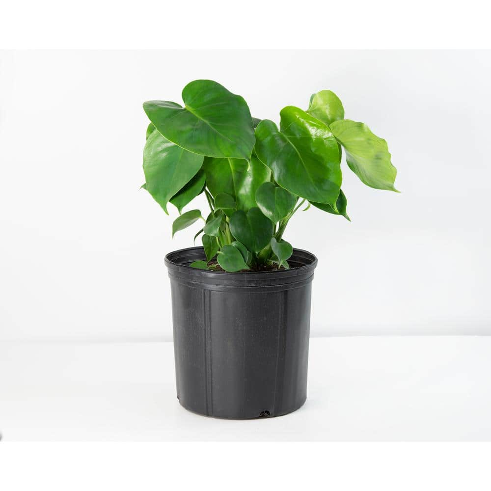 10" Monstera Swiss Cheese Plant - National Plant Network