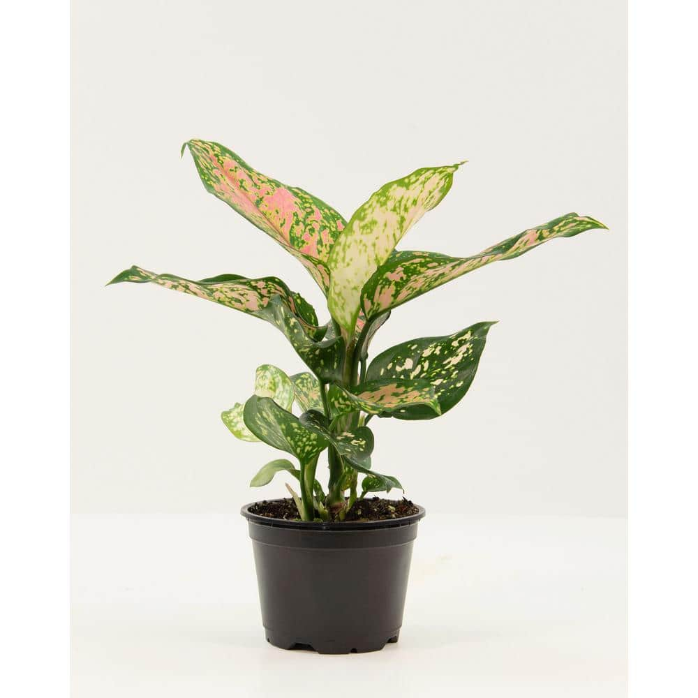 6 in. Aglaonema Red Wishes Plant
