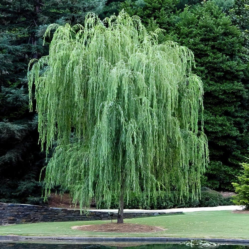 2.25 Gallon Weeping Willow Tree with Yellow Blossoms