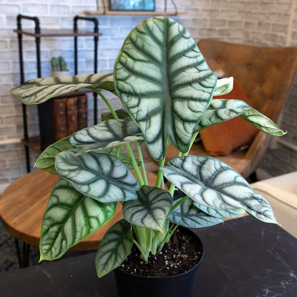 Silver Dragon Alocasia, Unique Houseplant | 6in. Grow Pot; Filtered Light | Element by Altman Plants