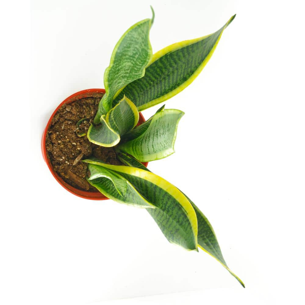 Large Green and Yellow Snake Plant in Brown Grower Pot