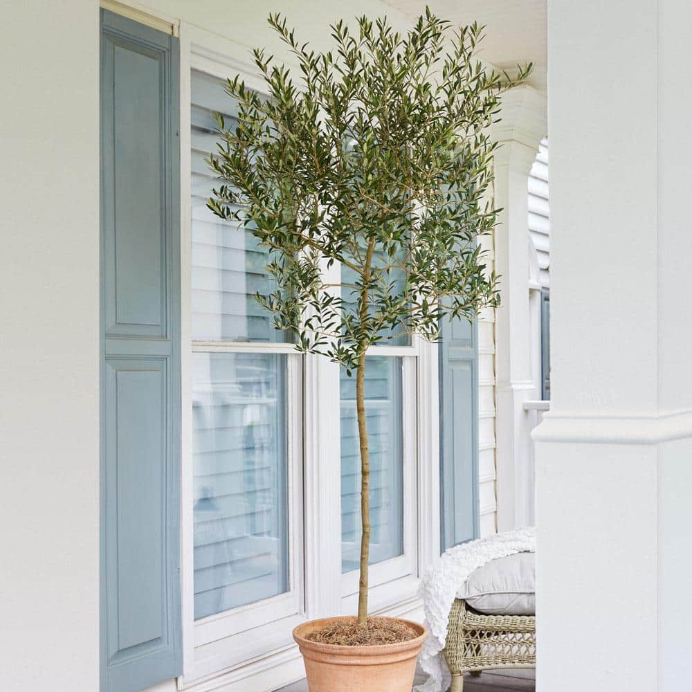 Brighter Blooms Arbequina Olive Tree - Grow Your Own Delicious Olives - Cannot Ship to AZ - 3-4 ft.