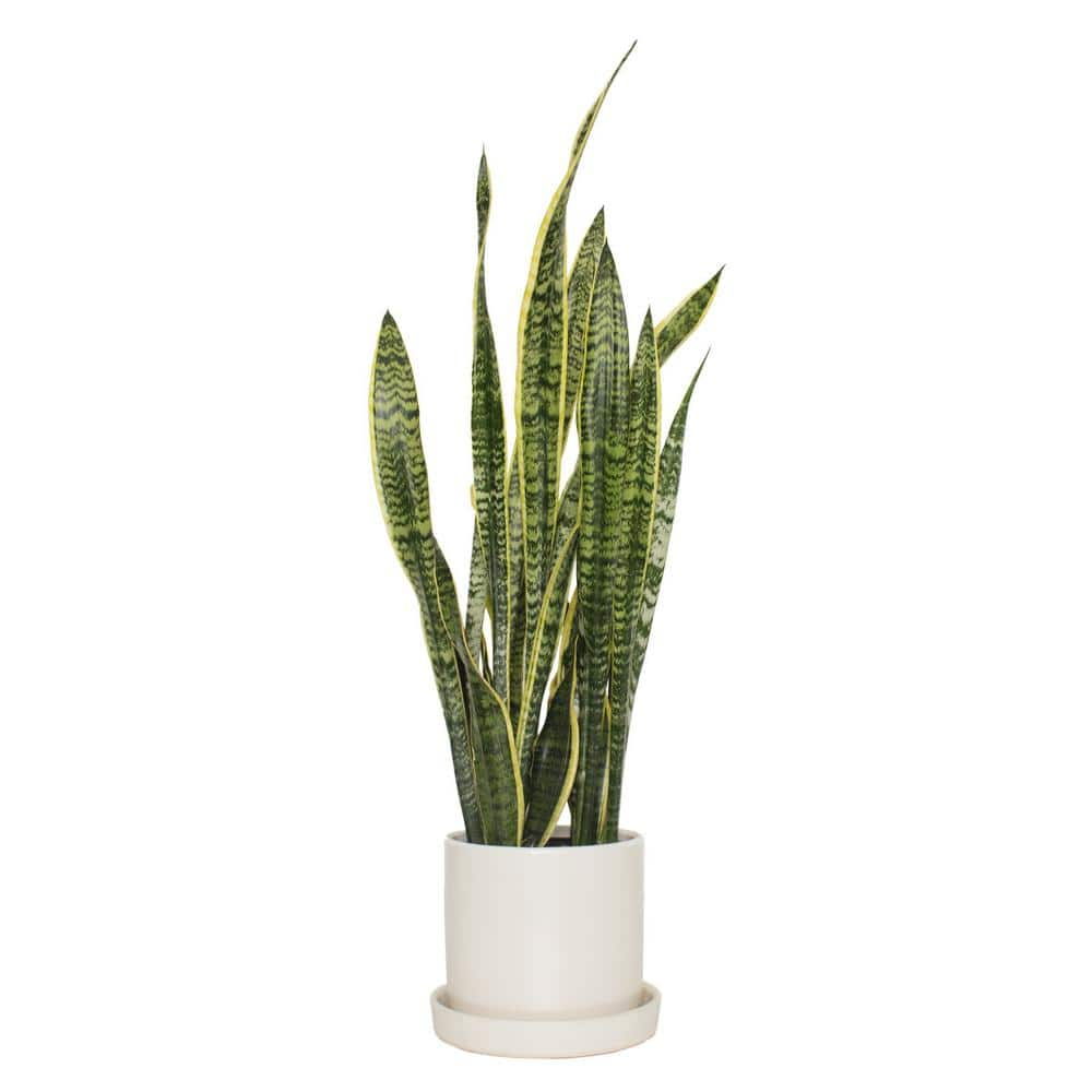 7 in. Semi Matte Cream Hyde Container with 6 in. Sanseveria Laurentii  Live Houseplant Indirect Sun