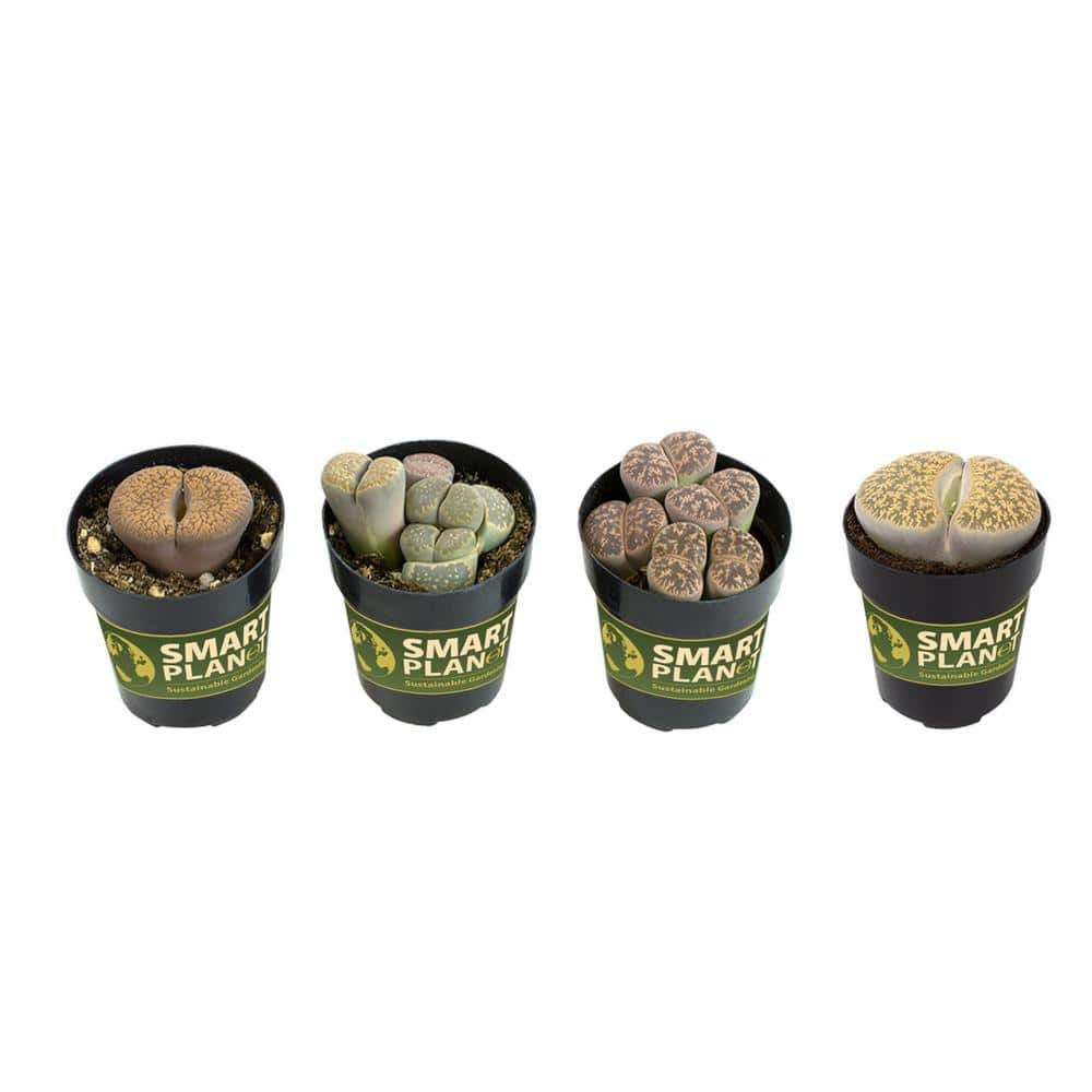 Altman Specialty Plants Live Succulent Plant in Nursery Pot