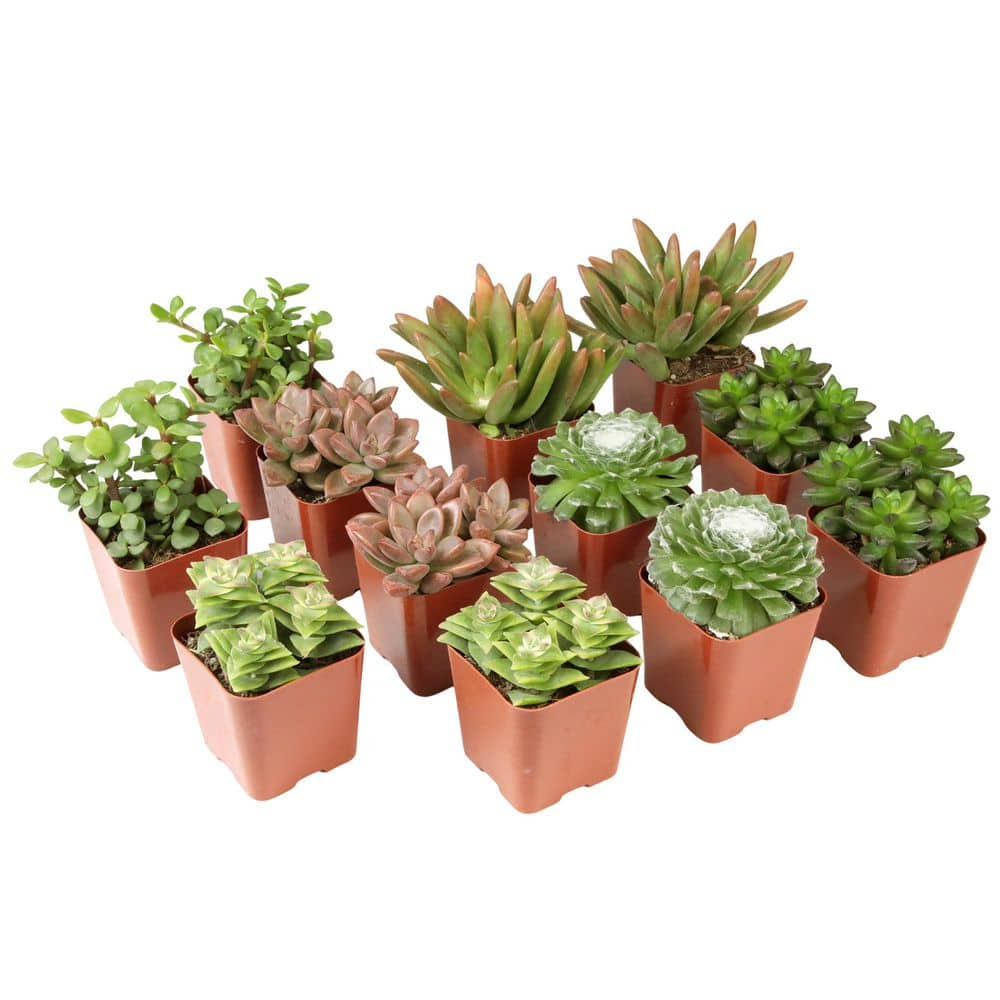 Element by Altman Plants 2" Multi-color Succulent Live Plants (12 Pack)
