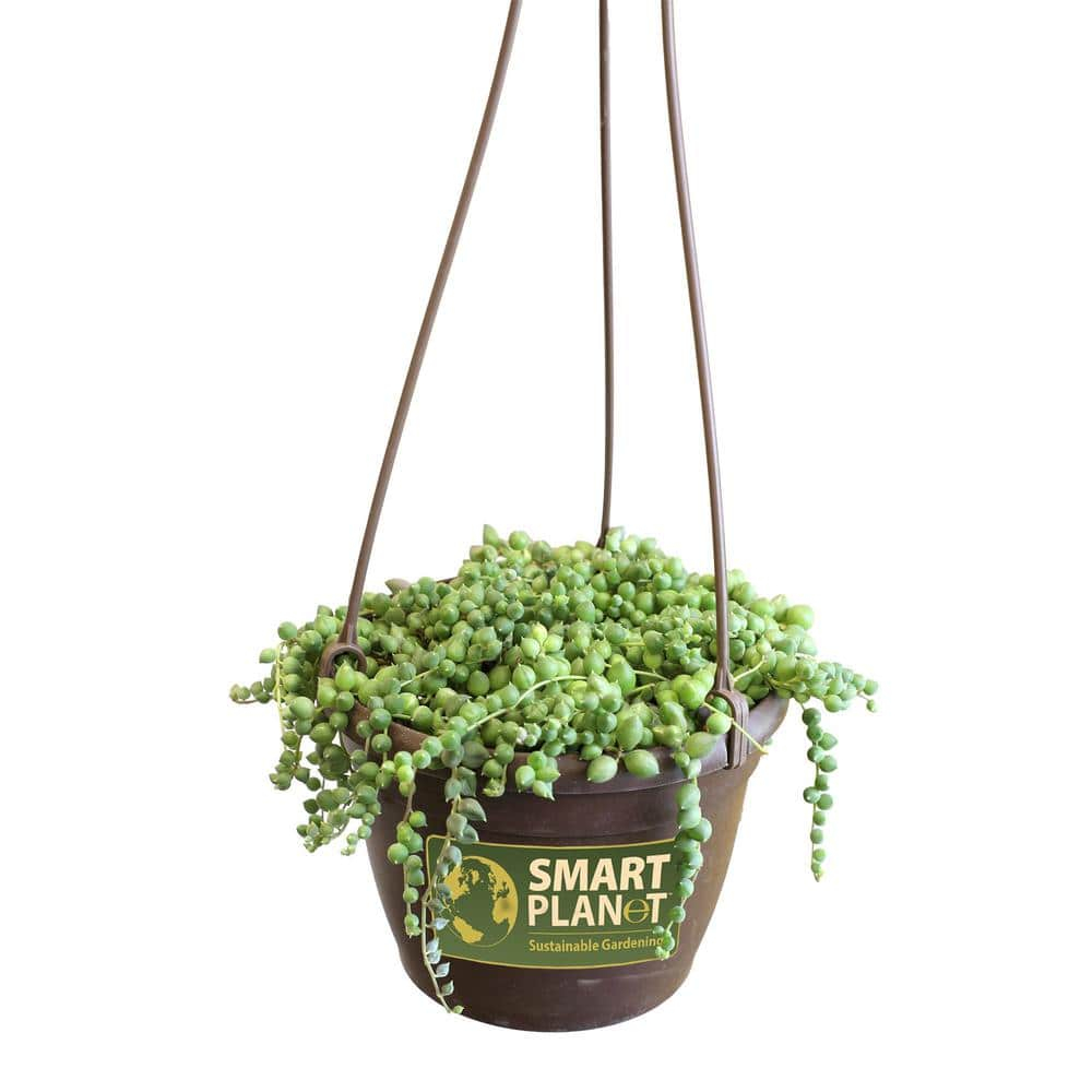 Element By Altman Plants String of Pearls Succulent (Senecio Rowleyanus) 6" Live Plant Hanging Basket