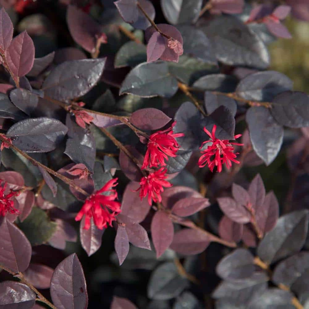 Southern Living Red Diamond Loropetalum Live Shrub in 2-Gallon Grower Pot