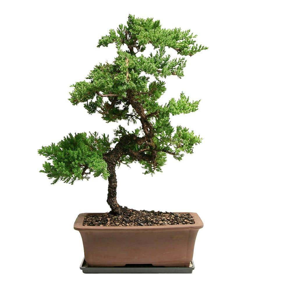 Brussel's Green Mound Juniper Bonsai - Large - (Outdoor)