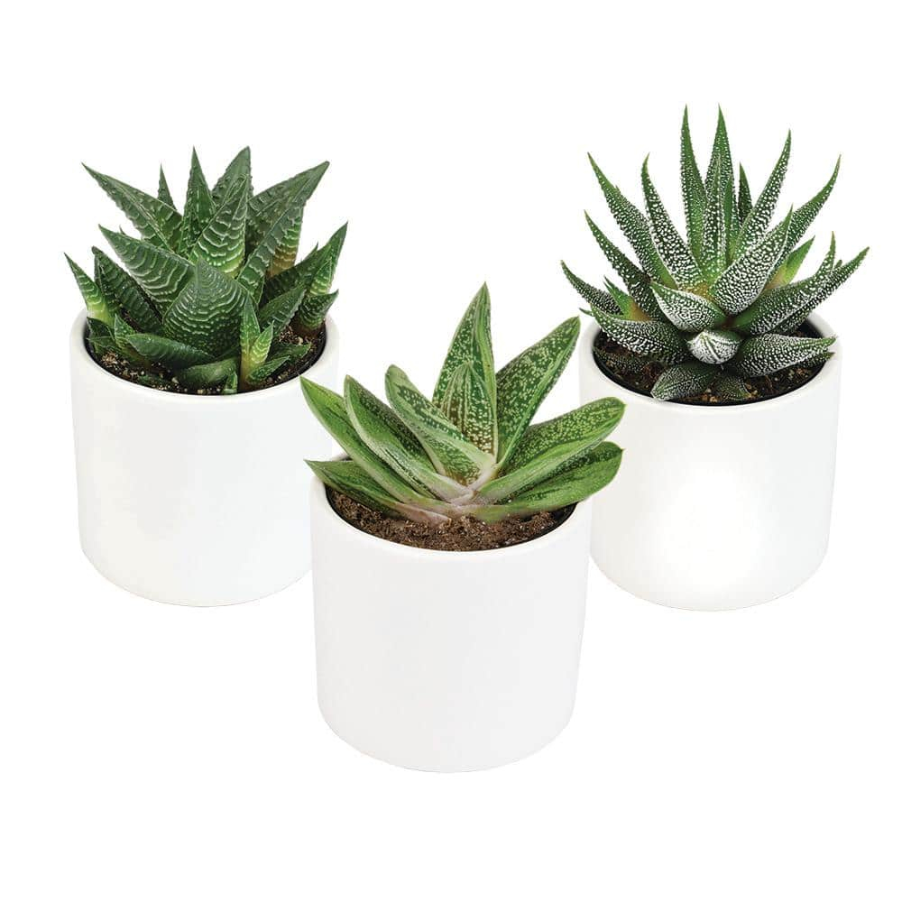 Altman Specialty Plants Live Succulent Plant in Ceramic Decorative Vase