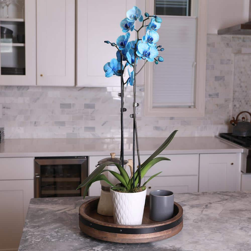 Just Add Ice 16-30" Watercolor Blue Premium Orchid Live Plant in 5" White Ceramic Pot, House Plant