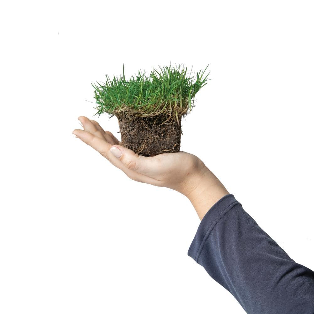 SodPods® Bermuda Grass Plugs (32-Count) Heat & Drought Tolerant Grass, Fast-Spreading, Durable Lawn Repair with Fully Developed Natural Roots – Cannot Ship to CA or AZ