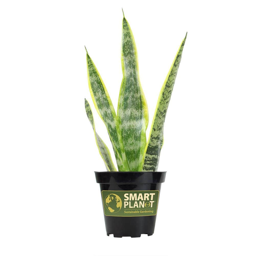 Striped and Variegated Live Snake Plant (Sansevieria Laurentii) Air Purifying Houseplant in 4.25 in. Grower Pot