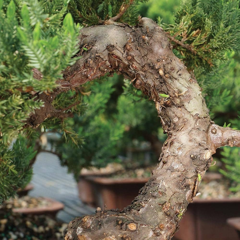 Brussel's Green Mound Juniper Bonsai - Large - (Outdoor)