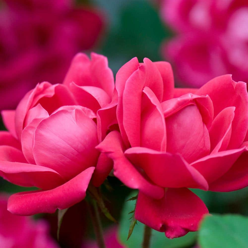 'The Red Double Knock Out® Rose' Live Shrub (1 gallon)