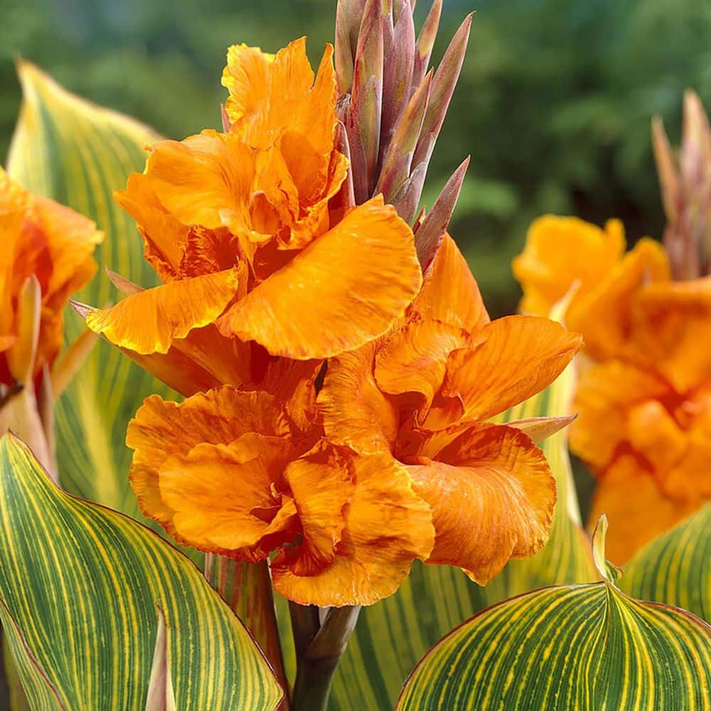 Van Zyverden Giant Cannas Striata Set of 9 Bulbs Orange Full Sun Annual Deer Resistant