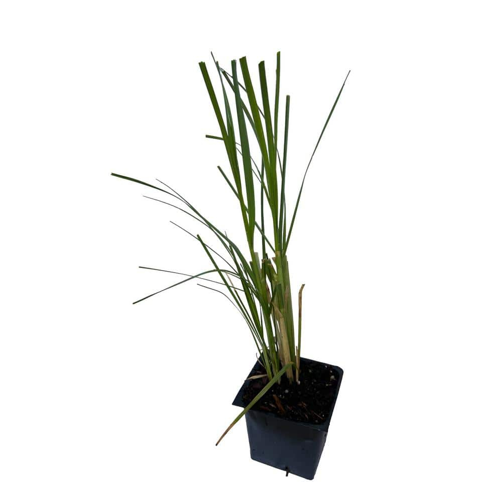3 White Pampas Grass Cortaderia Plants in 4" pots Beautiful Ornamental Grass