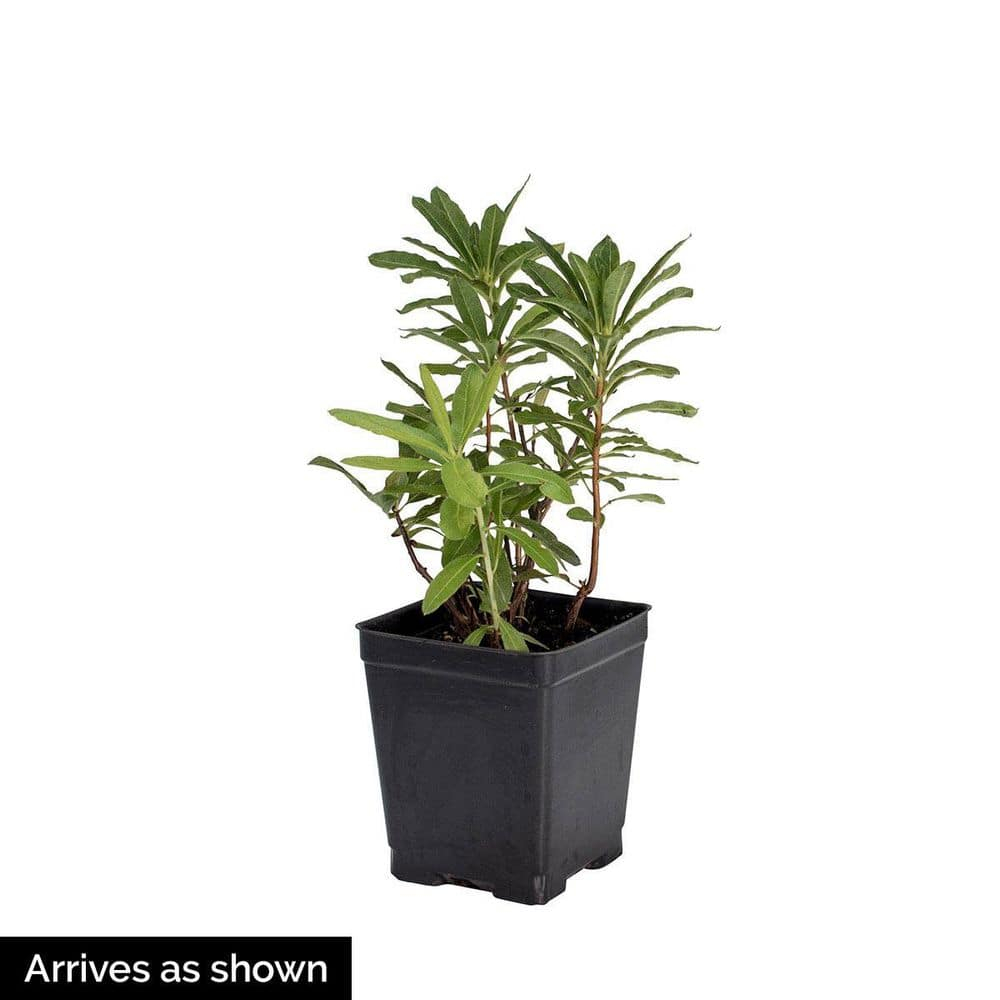 P.J. Mezitt Elite Star Purple Flowering Rhododendron Broadleaf Evergreen Starter Shrub, One Plant per Offer