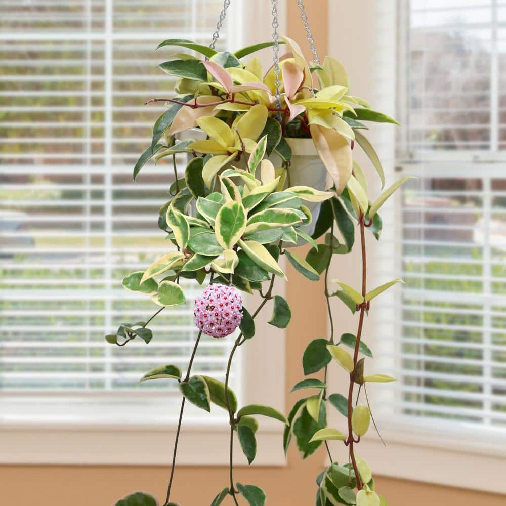 National Plant Network Krimson Queen House plant in 5.5 Inch(es) Pot 1.0 -Pack