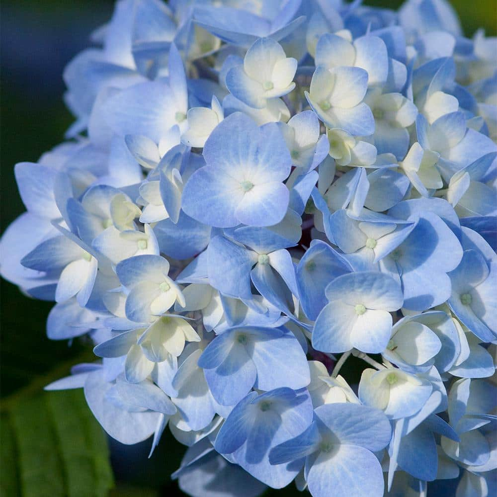 Endless Summer The Original Reblooming Hydrangea Live Shrub in 2-Gallon Grower Pot