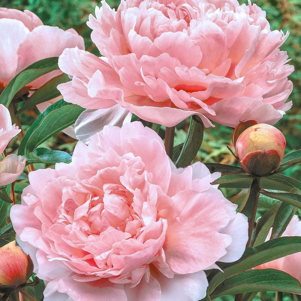 Pillow Talk Peony Dormant Bare Root Perennial Starter Plant (1-Pack)
