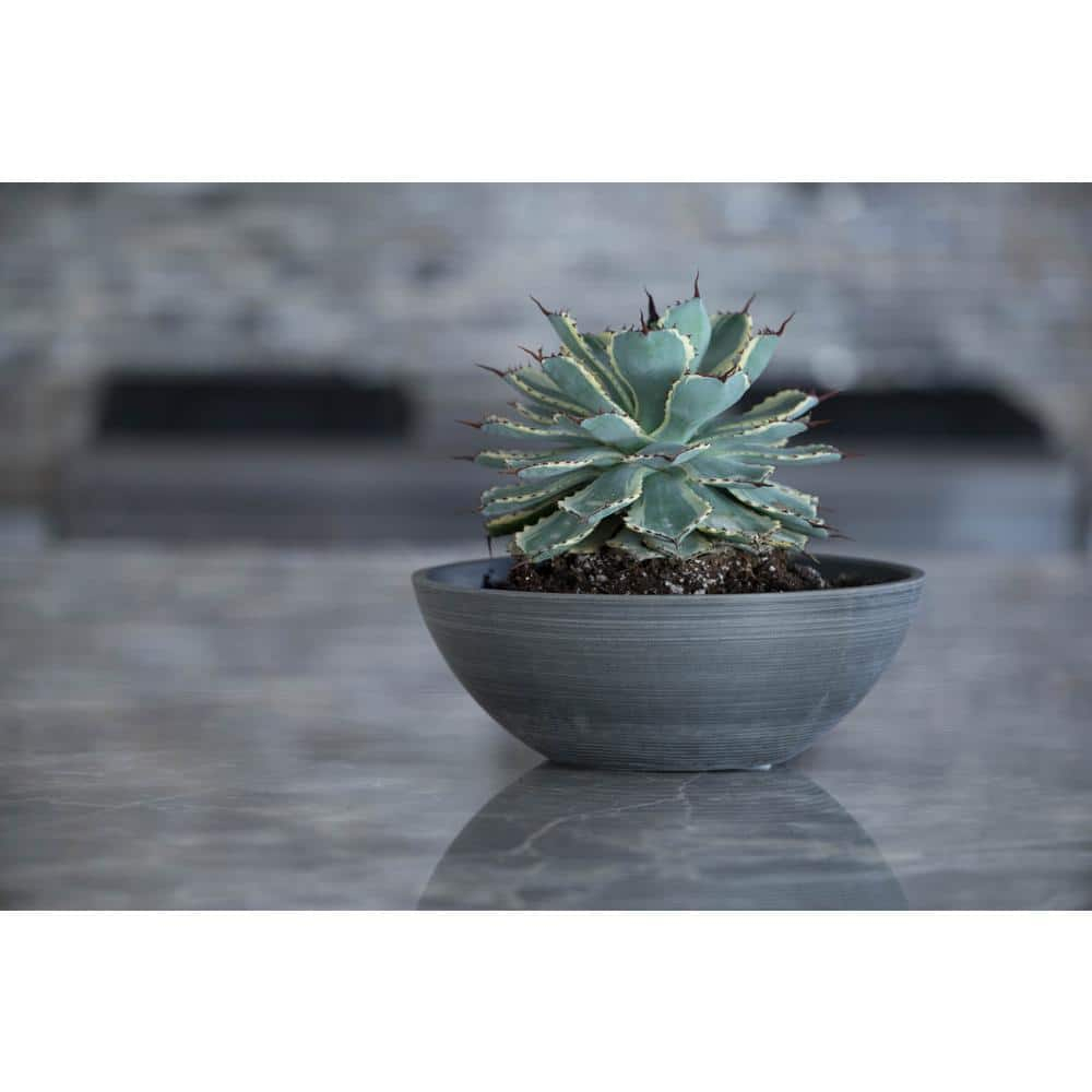 Algreen  4.5 x 12 x 12 in. Valencia Planter Bowl, Textured Charcoal - Pack of 2
