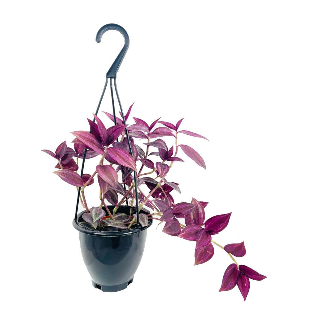 Wandering Jew Plant Hanging Basket - Live Plant in a 4 Inch Hanging Pot - Tradescantia - Beautiful Clean Air Indoor Outdoor Vine