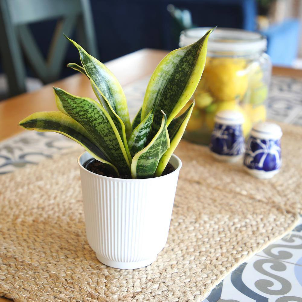 Superba Snake Plant, Clean Air Houseplant | 4.25 in Decor Pot; Full Sun | Element by Altman Plants