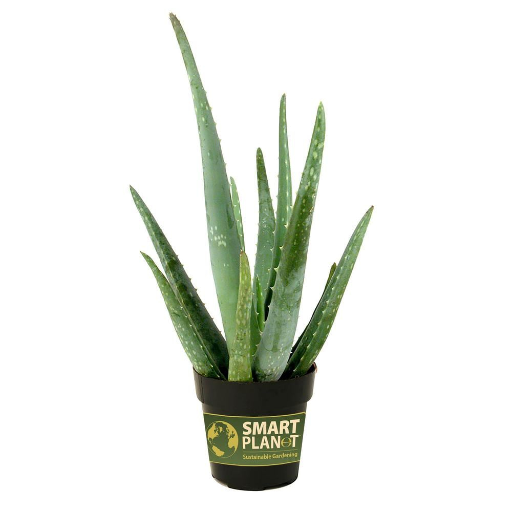 Element by Altman Plants Aloe Vera Succulent 3PK - Live House Plants - 3.5 in Grower Pot
