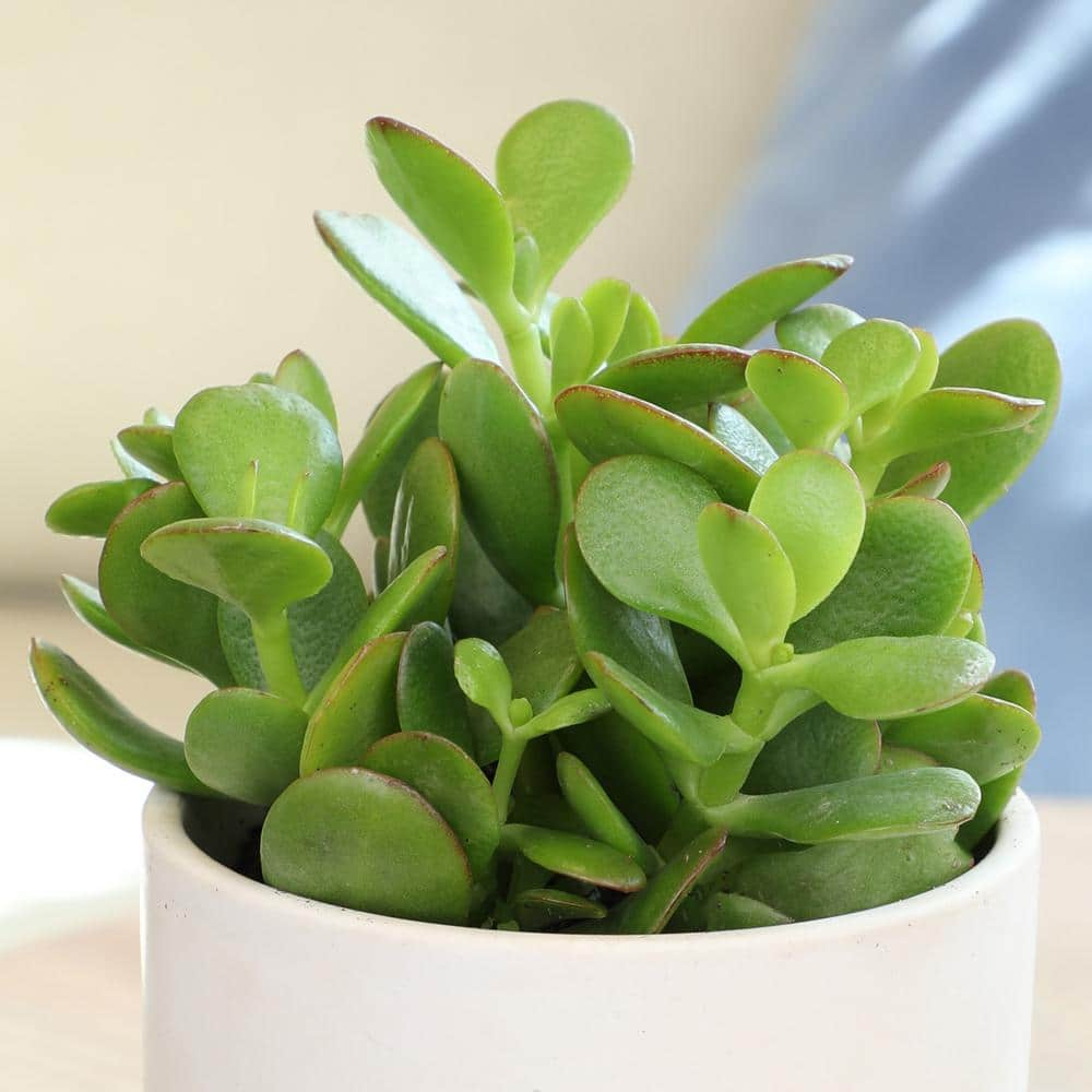 Altman Plants Classic Jade Succulents (8-pack), Easy House Plants in 2.5 in. Grower Pots