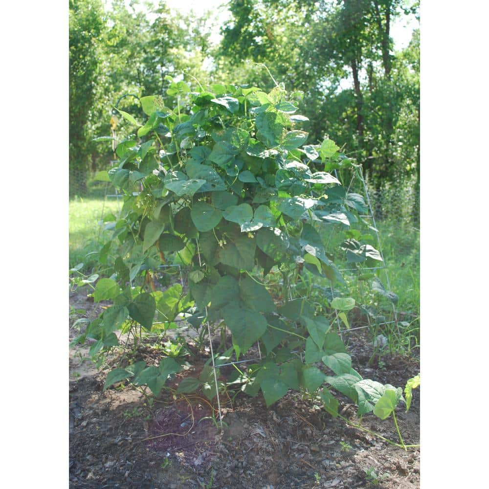 Glamos Wire 42 in. Steel A-Frame Vegetable and Plants Plant Support Grow Though Grid (5 Pack)