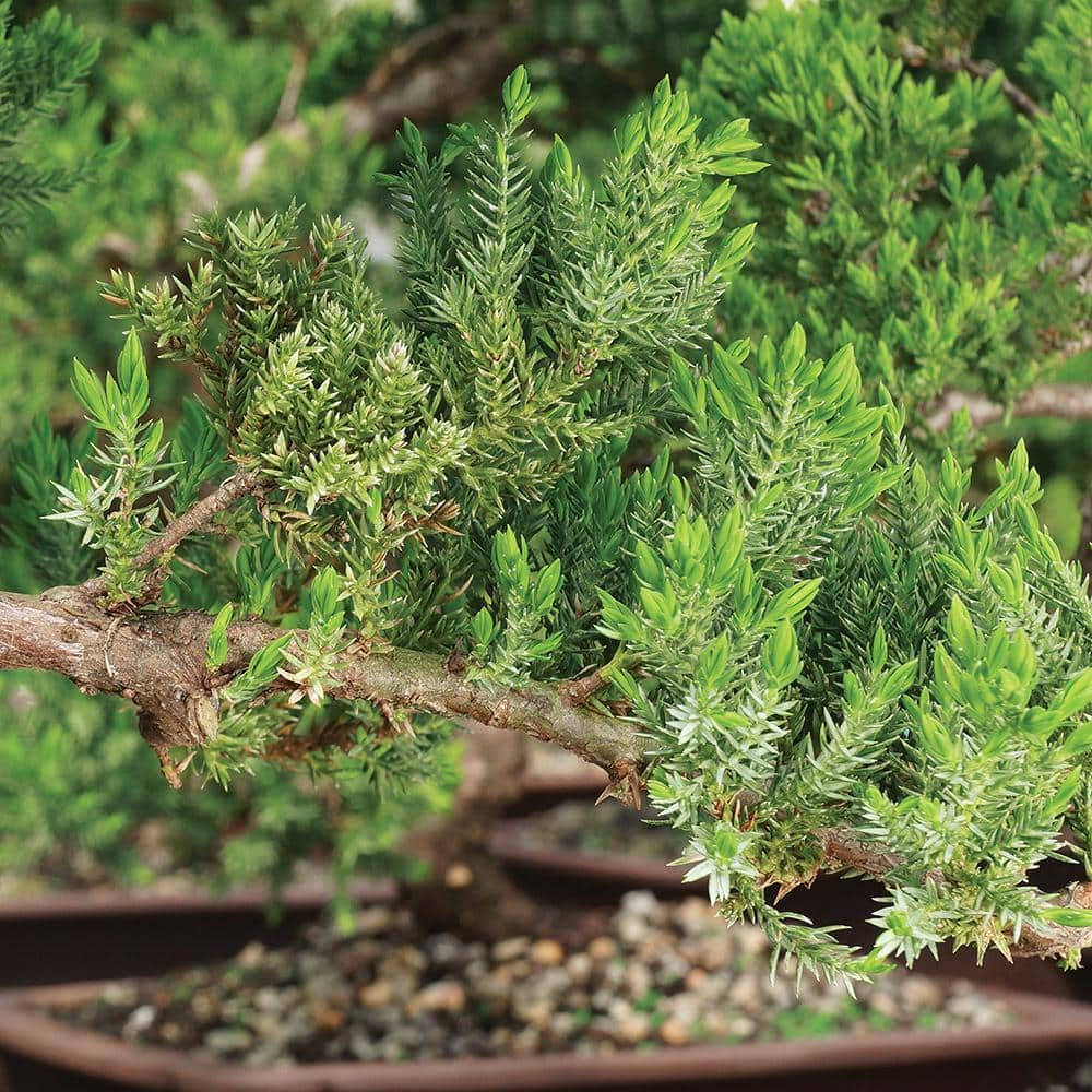 Brussel's Green Mound Juniper Bonsai - Large - (Outdoor)