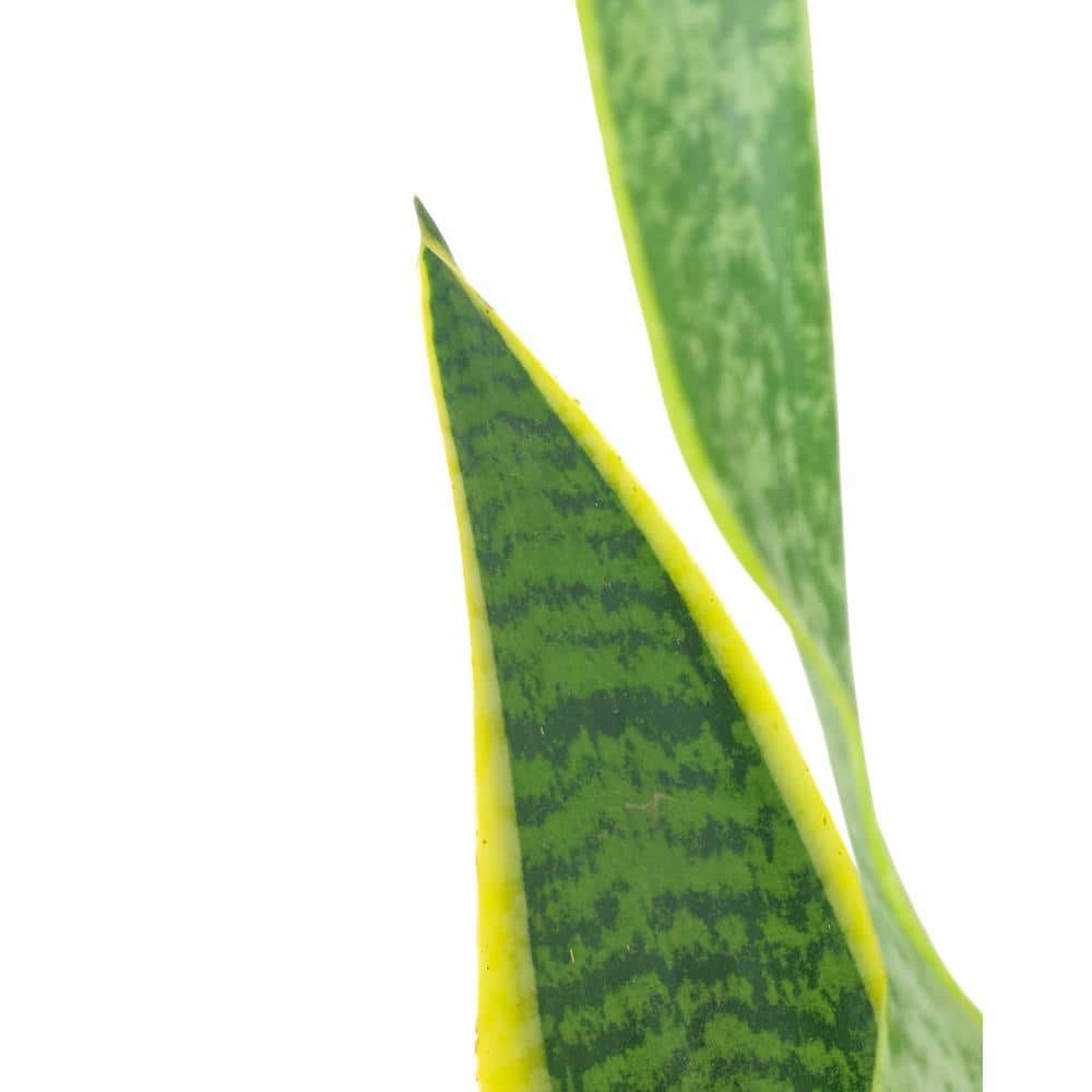 Large Green and Yellow Snake Plant in Brown Grower Pot