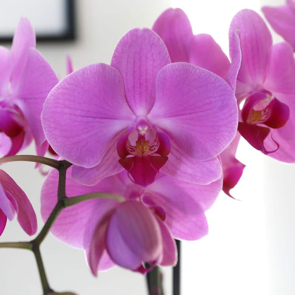 Just Add Ice 16-30" Pink Premium Orchid Live Plant in 5" White Ceramic Pot, House Plant