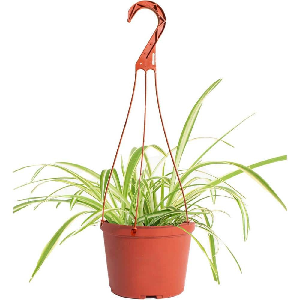 Spider Plant Live Indoor Plant, Easy Care Air Purifying Hanging Houseplant in 6 in. Grower Pot with Hanger