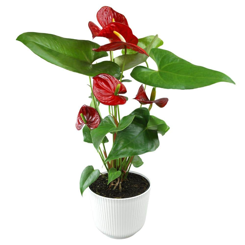 Planta de Interior con Flor de Flamenco Anthurium Roja / Maceta Decorativa de 6 Pulgadas; Luz / Elemento Indirecta de Altman Plants