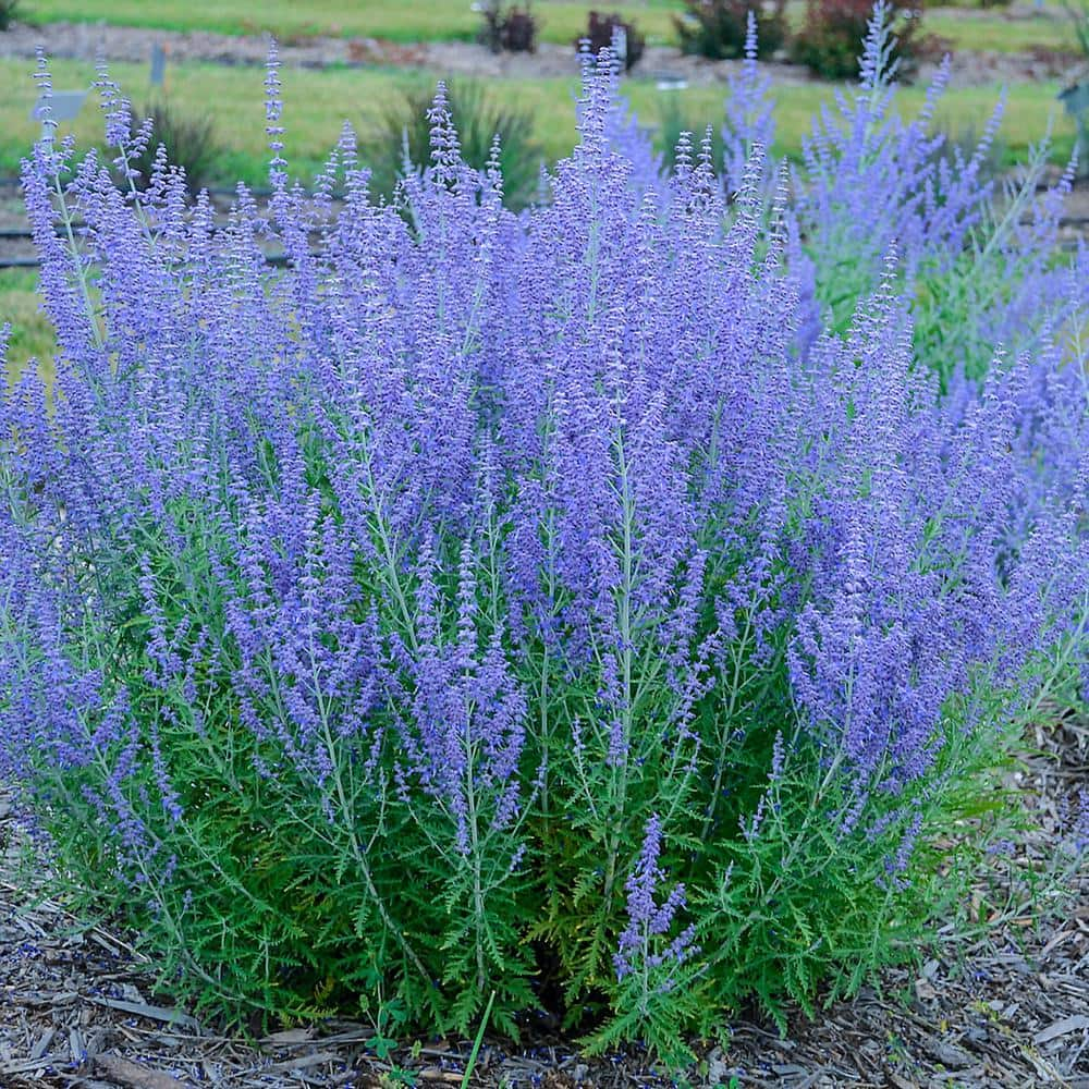 Blue Jean Baby Russian Sage (Perovskia) Dormant Bare Root Perennial Plant, 1-Pack